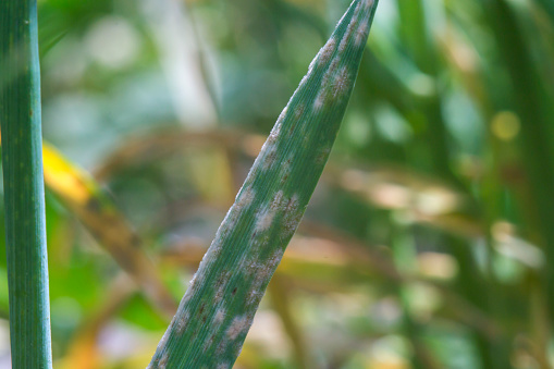 Barley powdery mildew. Leaves of a plant close up.