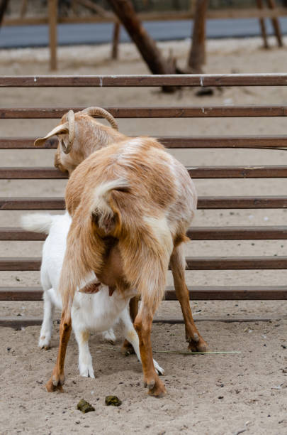 istock The kid goat  is sucking  udder 1148699441