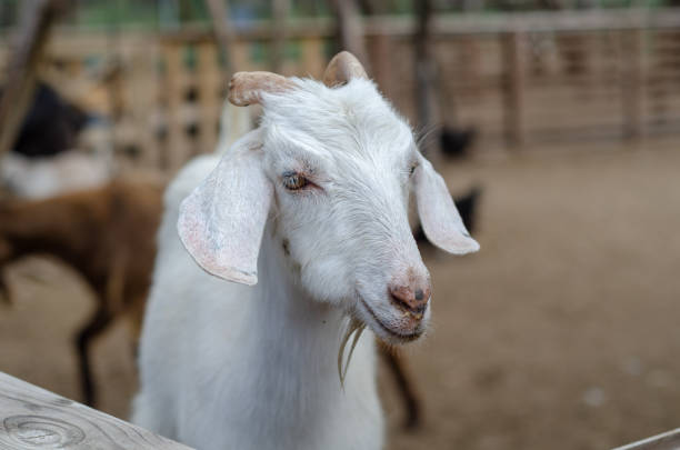 istock Portrait of a Goat 1148699645