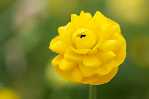 Macro photo of yellow ranunculus flower. No people are seen in frame. Shot with a full frame DSLR camera and a macro lens.
