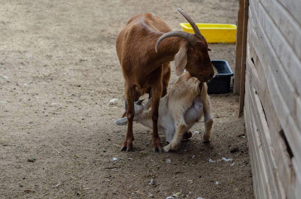 istock The kid goat is sucking 1148699734