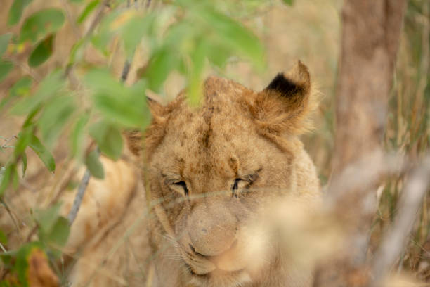 istock A beautiful pride of lions 1148700368