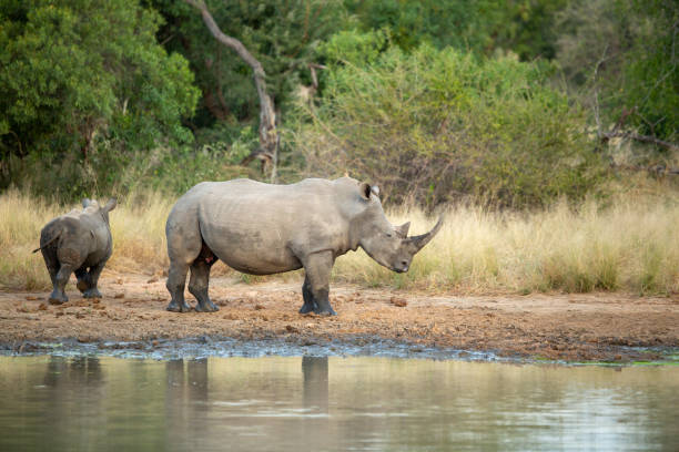 istock White rhino female and calf 1148700556