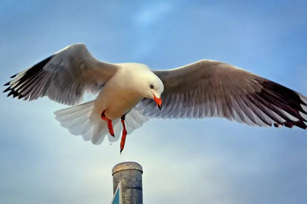 Australian Silver Seagull landing on a pole