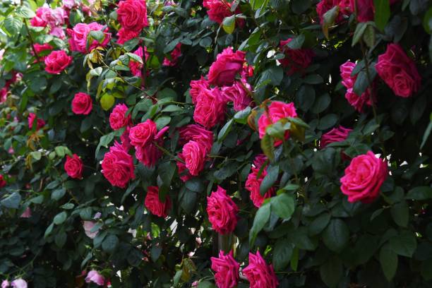 istock Roses in the rose garden 1148701612