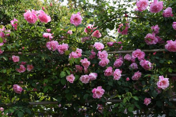 istock Roses in the rose garden 1148701618
