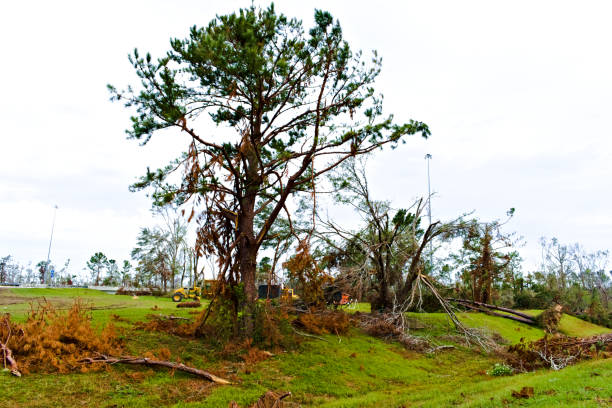 istock Tree Limbs Broken Down by the Side of the Road 1148702485