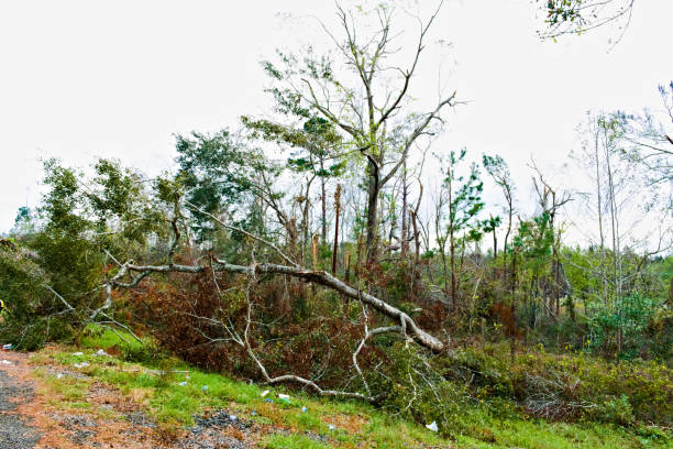 istock Tree Limbs Broken Down by the Side of the Road 1148702495