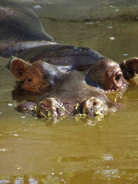 istock Hippopotamus in a muddy lake 1148703277