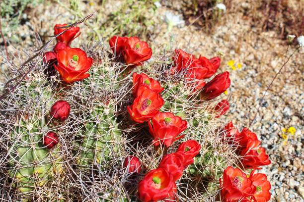 istock ECHINOCEREUS MOJAVENSIS - MOJAVE MOUND CACTUS - JOSHUA TREE NP - 041919 C 1148703585