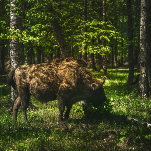 European bison in the nature reserve