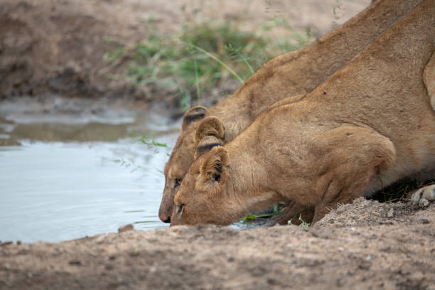 istock A beautiful pride of lions 1148707609