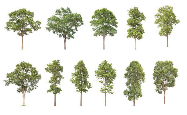 istock Isolated big tree on white background ,The collection of trees. 1148709195