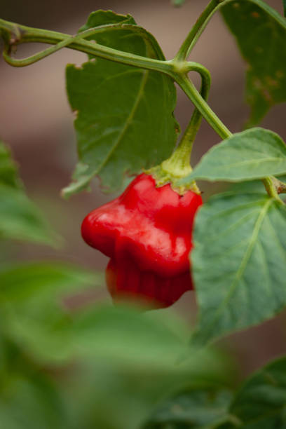 istock Red bell peppers in the vegetable garden. 1148709245