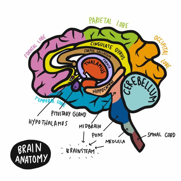 다채로운, 인간의 두뇌 해부학 벡터 일러스트 - parietal lobe stock illustrations