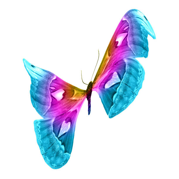 istock butterfly isolated on white background. isolated on white background 1148713430