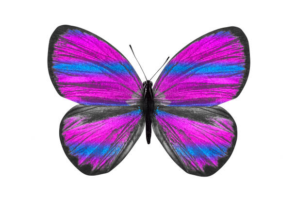 istock butterfly isolated on white. multicolor insect. tropical animal. template for design 1148713451