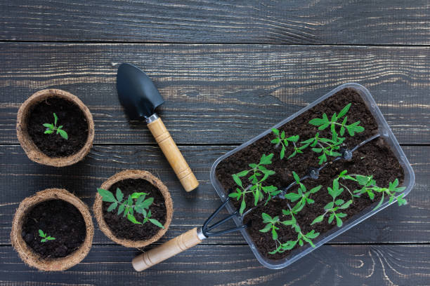 istock Eco friendly pots with young tomato sprouts 1148714518