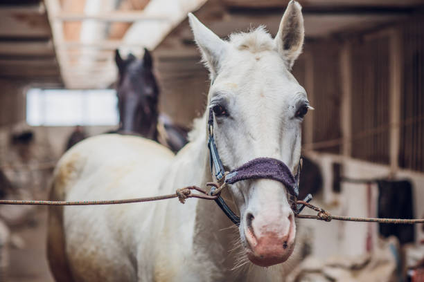 the white horse looks directly into the camera. horse close-up. a funny portrait of a horse. funny horse muzzle. - funnyface imagens e fotografias de stock