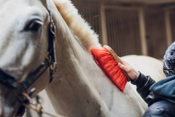 白い馬がカメラを直接見る。馬のクローズアップ。馬の面白いポートレート。おかしい馬の銃口。 - funnyface ストックフォトと画像