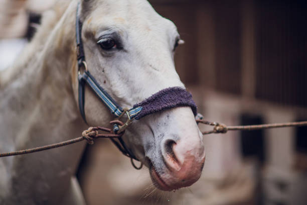 白い馬がカメラを直接見る。馬のクローズアップ。馬の面白いポートレート。おかしい馬の銃口。 - funnyface ストックフォトと画像