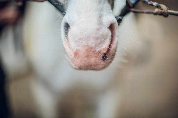 the white horse looks directly into the camera. horse close-up. a funny portrait of a horse. funny horse muzzle. - funnyface imagens e fotografias de stock