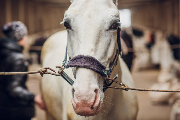 the white horse looks directly into the camera. horse close-up. a funny portrait of a horse. funny horse muzzle. - funnyface imagens e fotografias de stock