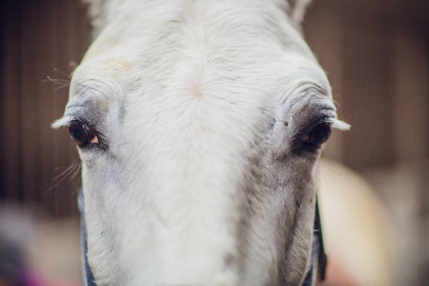 the white horse looks directly into the camera. horse close-up. a funny portrait of a horse. funny horse muzzle. - funnyface imagens e fotografias de stock