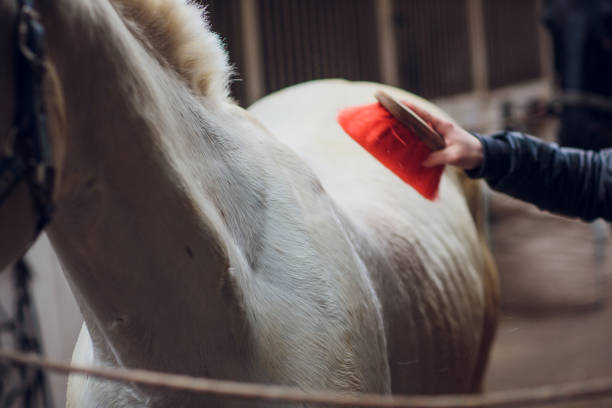 白い馬がカメラを直接見る。馬のクローズアップ。馬の面白いポートレート。おかしい馬の銃口。 - funnyface ストックフォトと画像