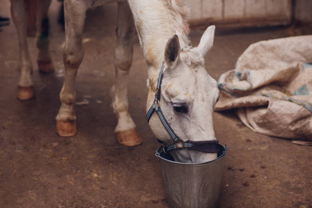 the white horse looks directly into the camera. horse close-up. a funny portrait of a horse. funny horse muzzle. - funnyface imagens e fotografias de stock