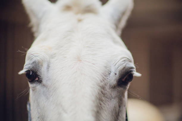 白い馬がカメラを直接見る。馬のクローズアップ。馬の面白いポートレート。おかしい馬の銃口。 - funnyface ストックフォトと画像