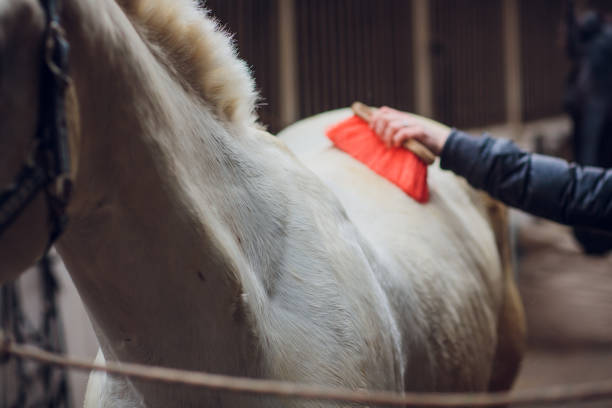 白い馬がカメラを直接見る。馬のクローズアップ。馬の面白いポートレート。おかしい馬の銃口。 - funnyface ストックフォトと画像