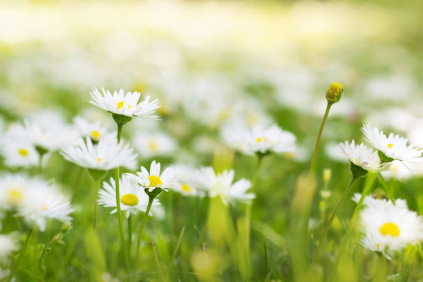 istock Sunny field of daisies; spring background 1148717410