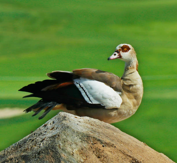 istock The Egyptian goose 1148717460