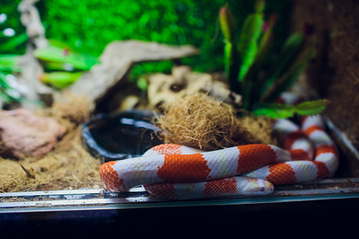A snake at a terrarium in a zoo, orthriophis taeniurus albino animal