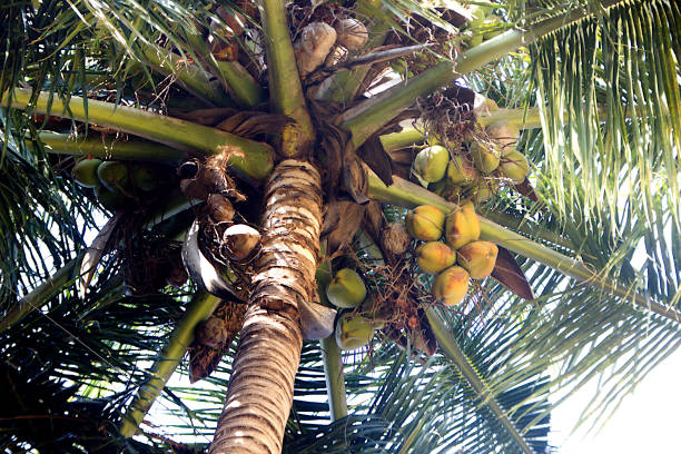 istock Coconut Crop, Trunk and Leaves 1148719823