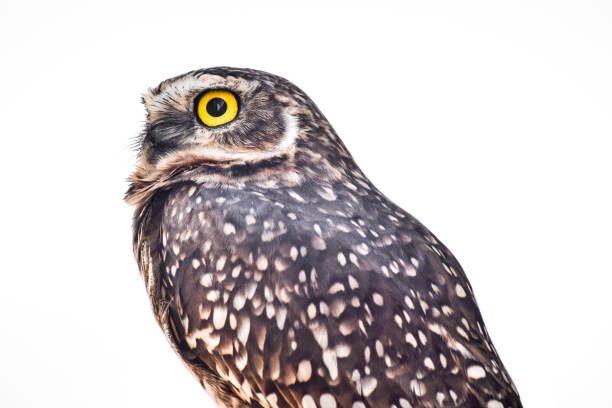 Portrait of a Burrowing owl, the \