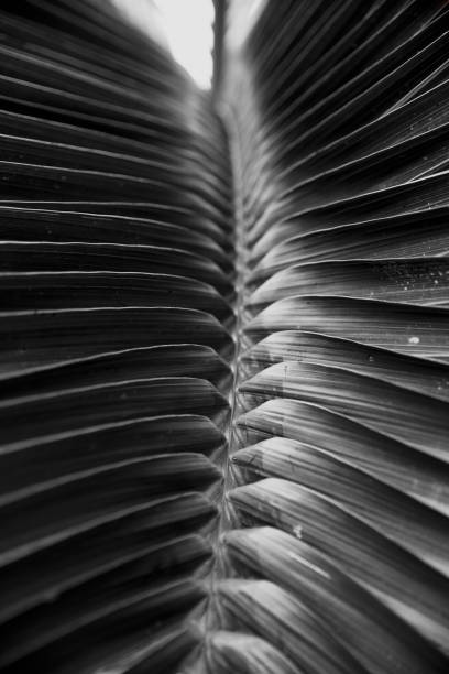 istock Beautiful tropical big leaf in trendy black color. 1148724849