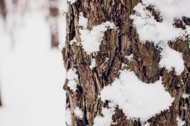 istock Winter forest on sun and tree in snow. 1148728323