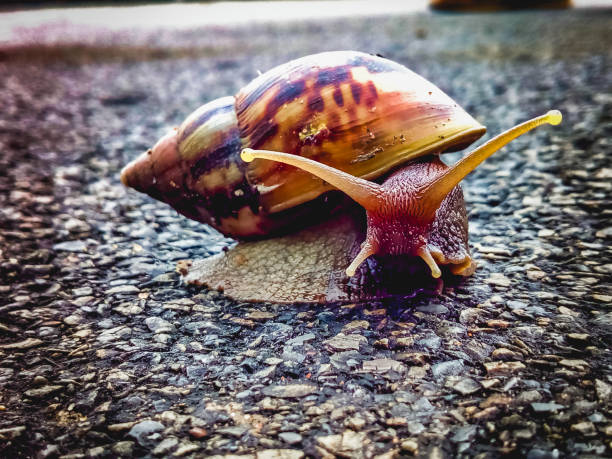 lumaca - snail escargot animal speed foto e immagini stock