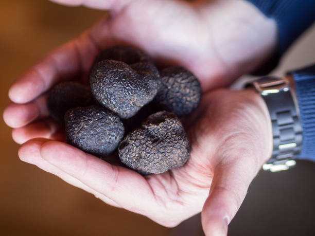 istock Handful of Truffles 1148728470