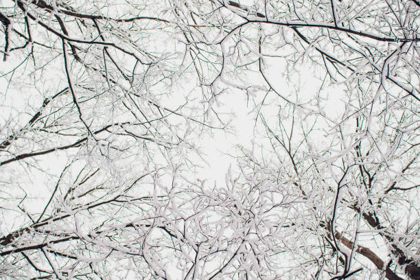 istock Winter forest on sun and tree in snow. 1148728512