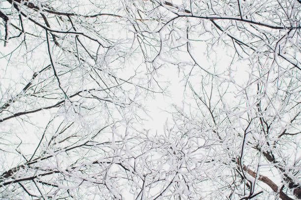 istock Winter forest on sun and tree in snow. 1148728531