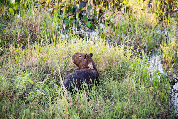 Bird riding on the back of a capybara in Pantanal wetlands. On a grass area.