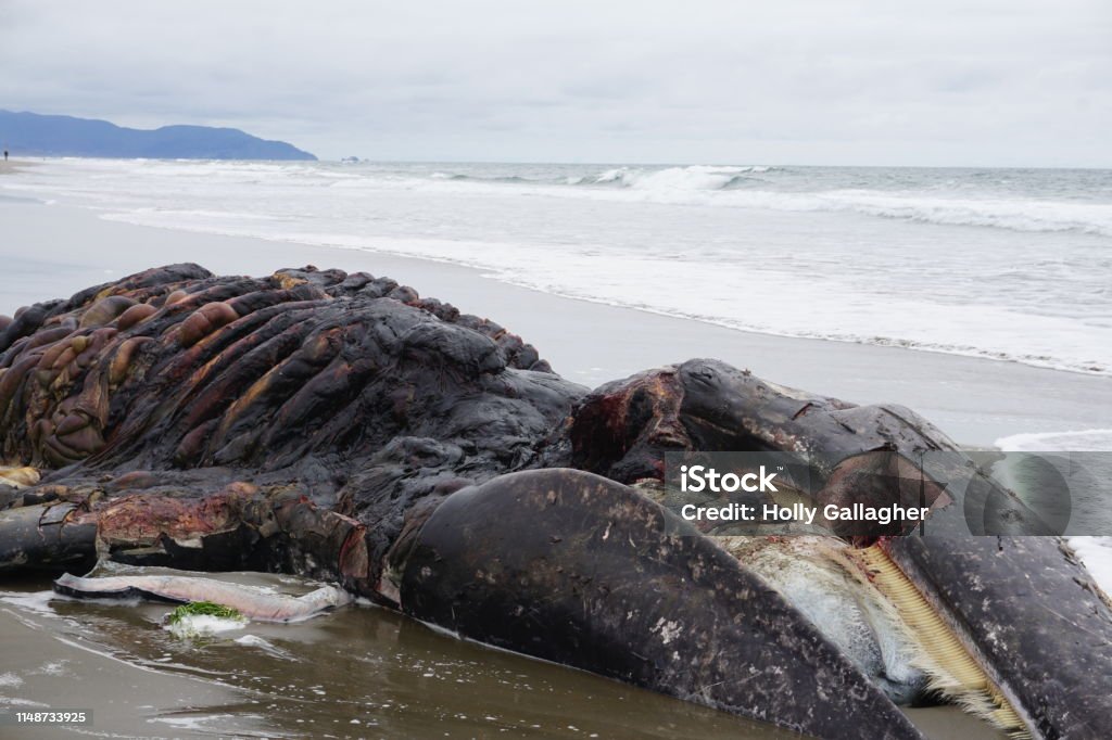Dead Gray Whale 9th Gray Whale to wash up on the beaches of the Bay Area Gray Whale Stock Photo