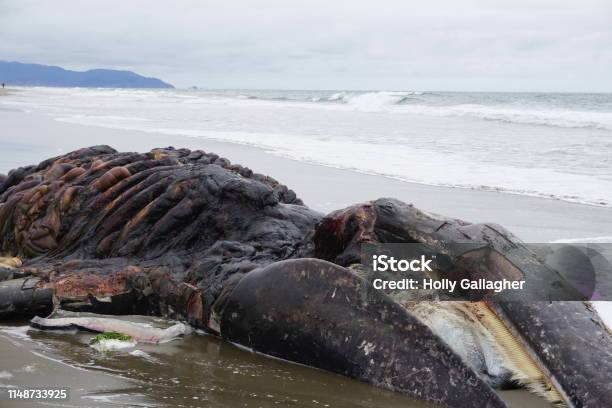 Dead Gray Whale Stock Photo - Download Image Now - Gray Whale, Coastline, Stranded