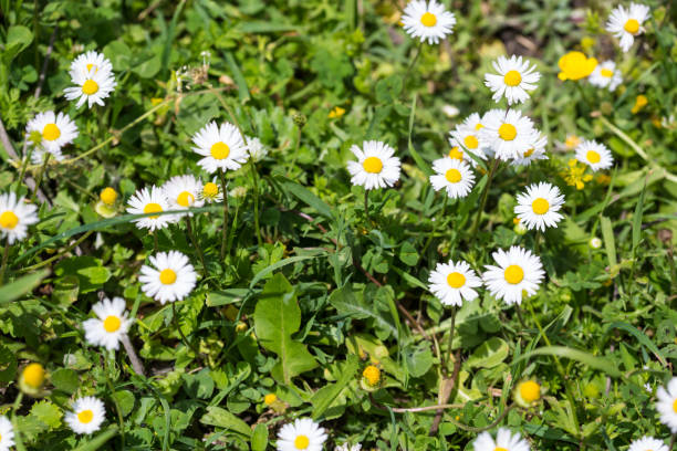 istock Wild camomile in the field with natural background 1148737694