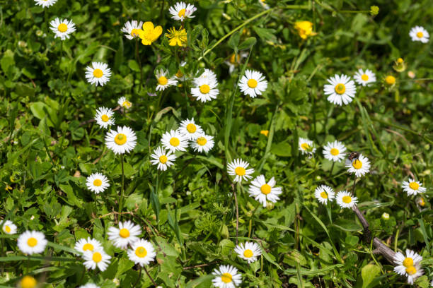 istock Wild camomile in the field with natural background 1148737712