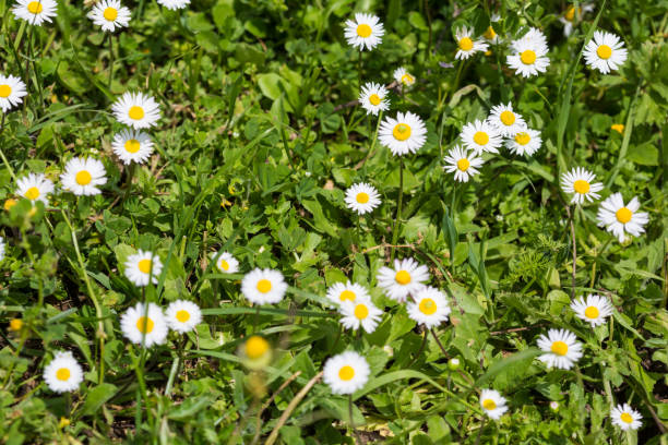 istock Wild camomile in the field with natural background 1148737739