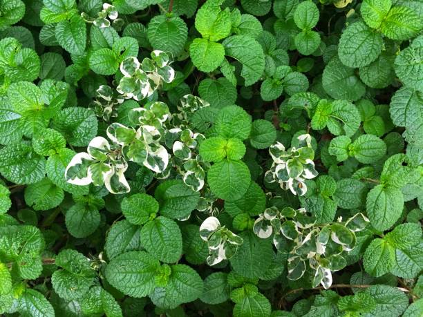 Fresh apple mint leaves and ground-cover background Fresh apple mint leaves and ground-cover background spicery stock pictures, royalty-free photos & images